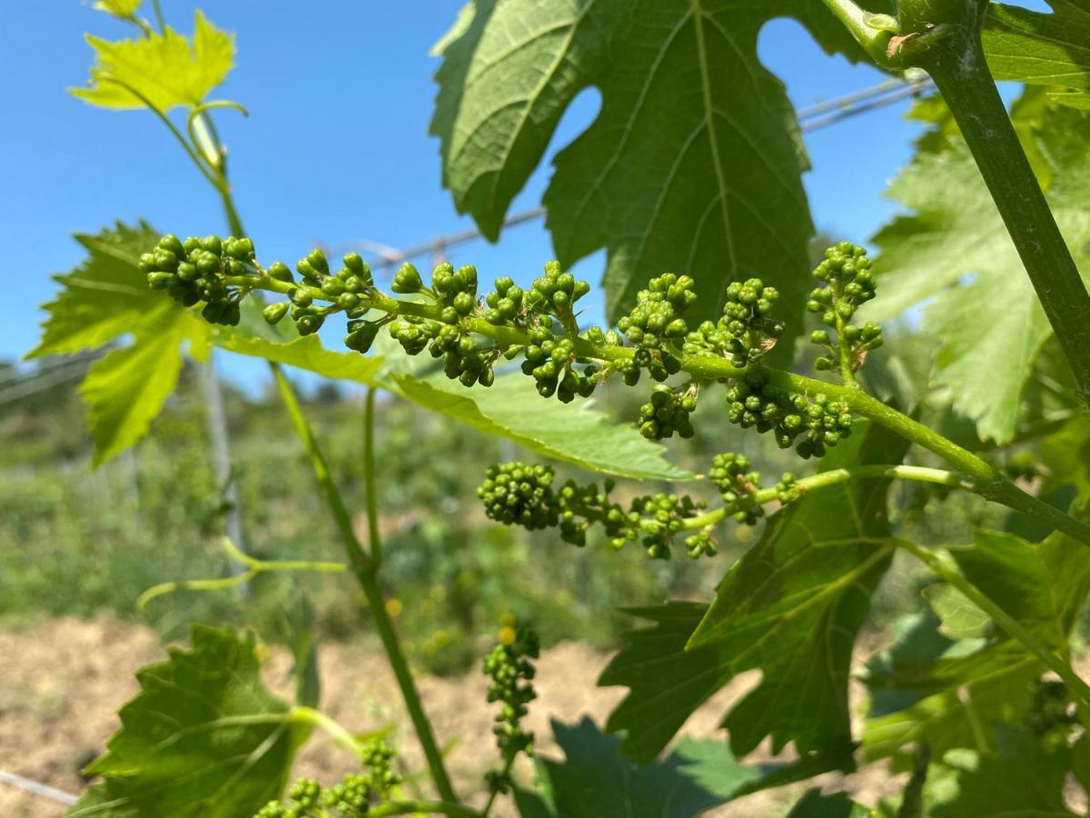 Tenuta Sovestro *